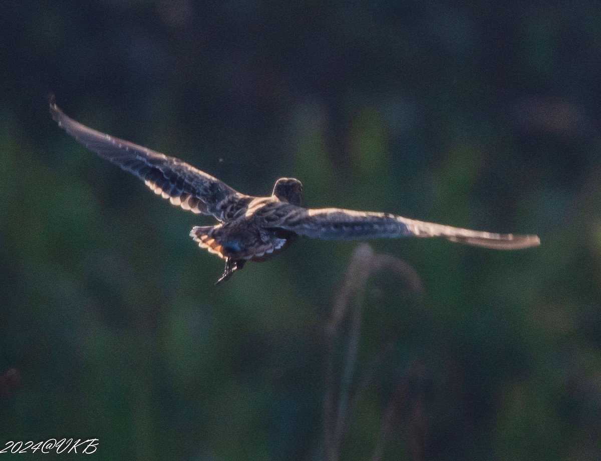 Common Snipe - ML614135007