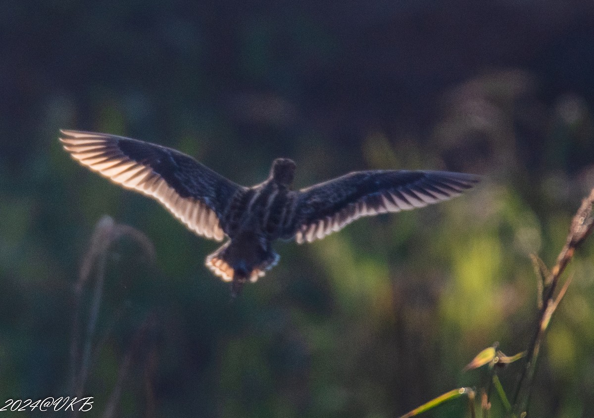 Common Snipe - ML614135008