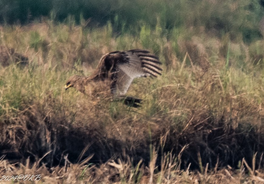 Indian Spotted Eagle - ML614135018