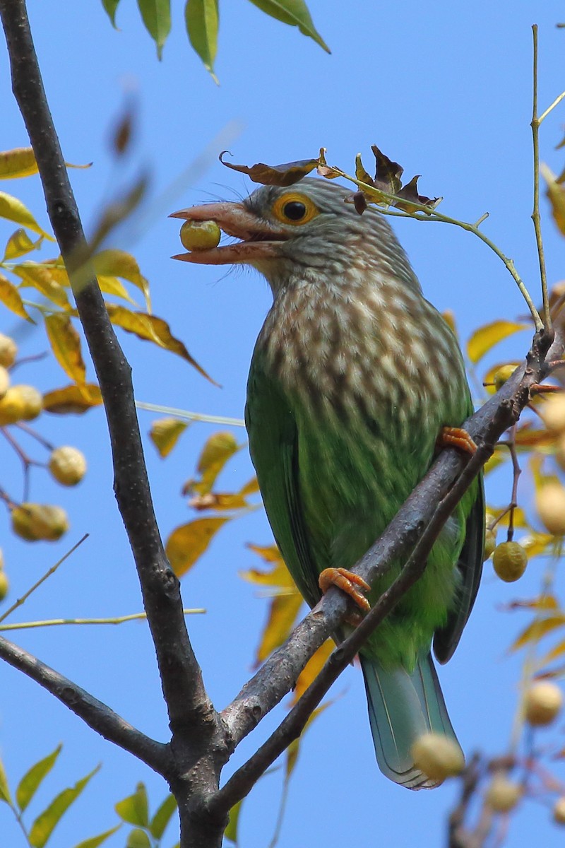 Lineated Barbet - ML614135098