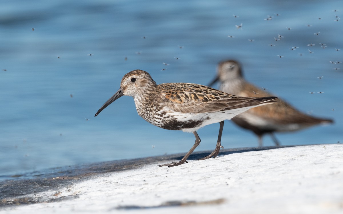 Dunlin - ML614135112