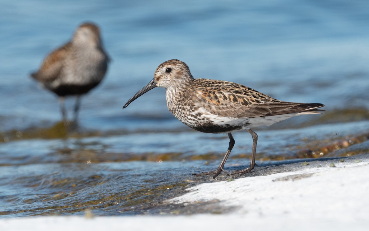 Dunlin - ML614135113