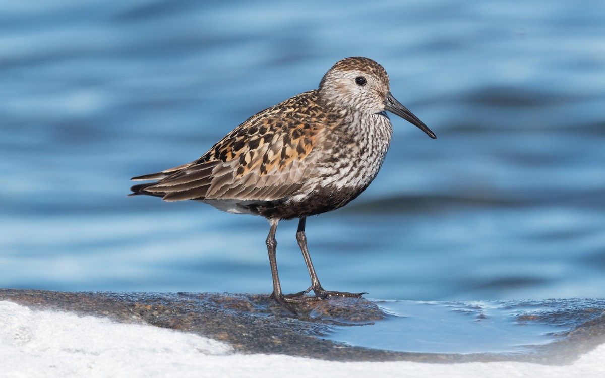 Dunlin - ML614135114