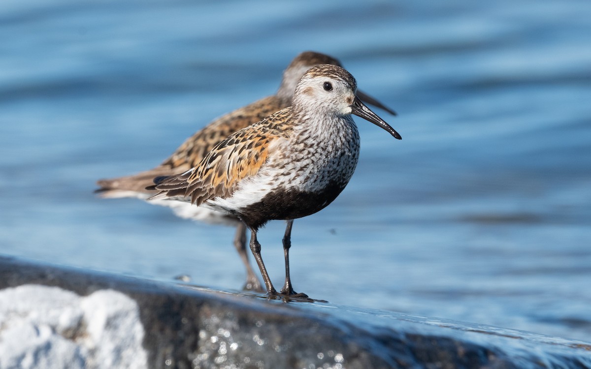 Dunlin - ML614135115