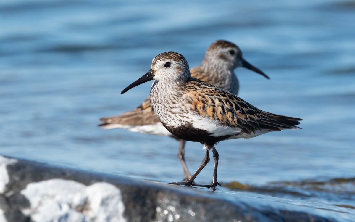 Dunlin - ML614135116