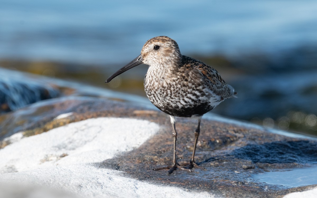 Dunlin - ML614135117