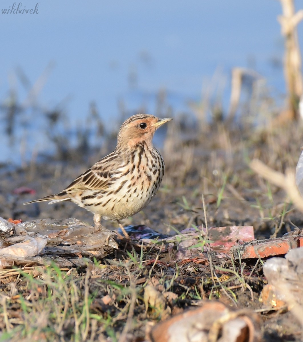 Red-throated Pipit - ML614135155