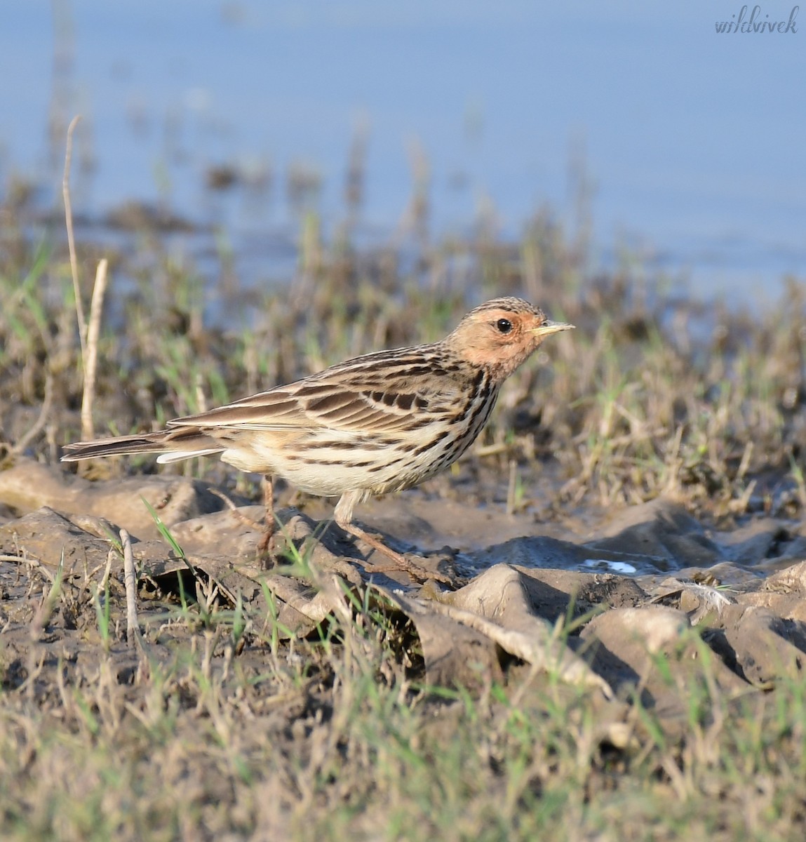 Red-throated Pipit - ML614135161