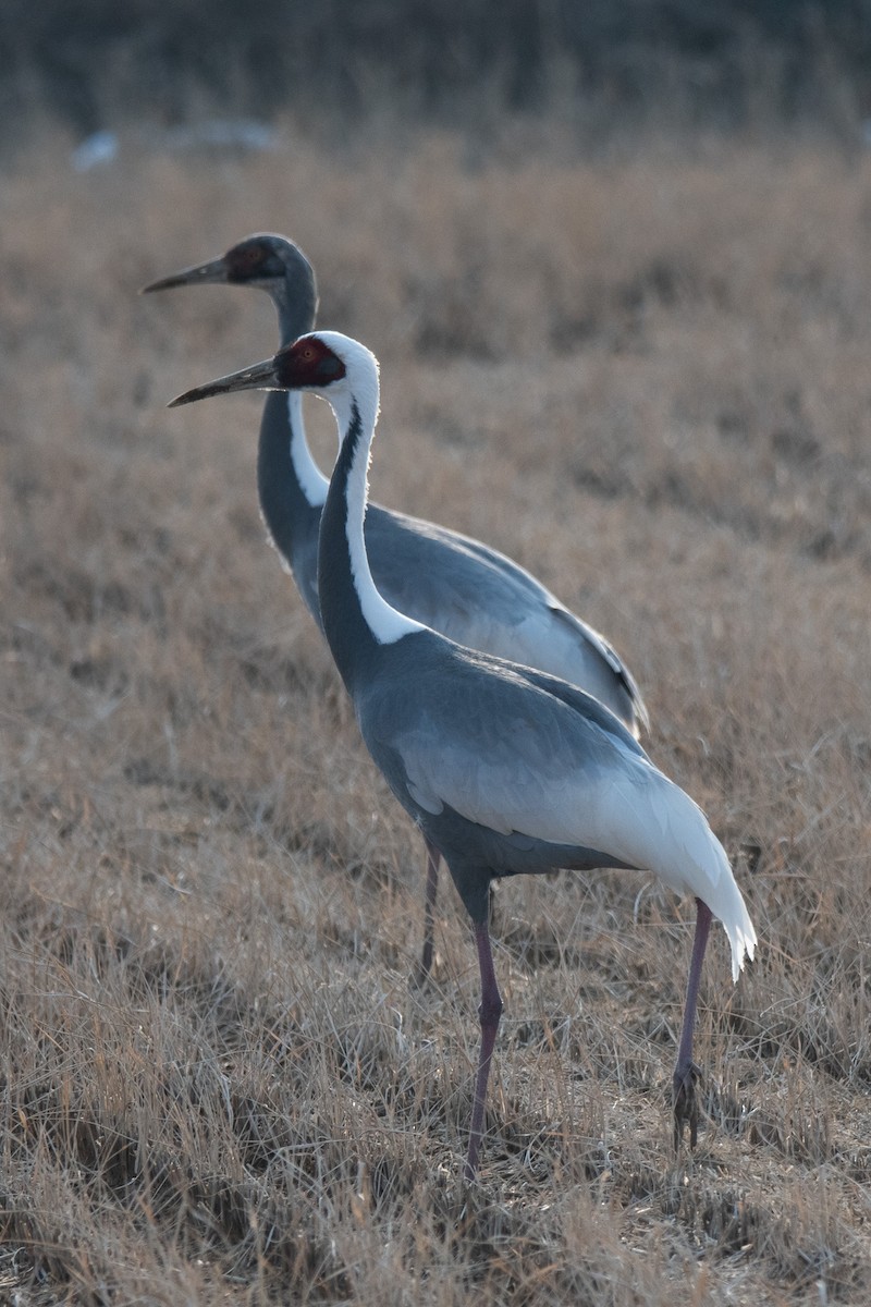 Grulla Cuelliblanca - ML614135166