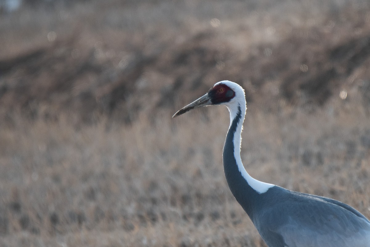 White-naped Crane - ML614135167