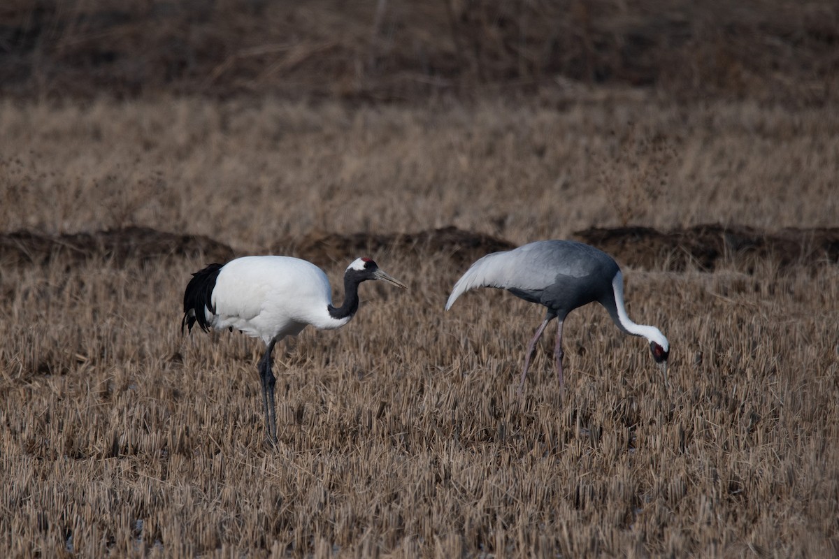 Red-crowned Crane - Sangyoon Lee