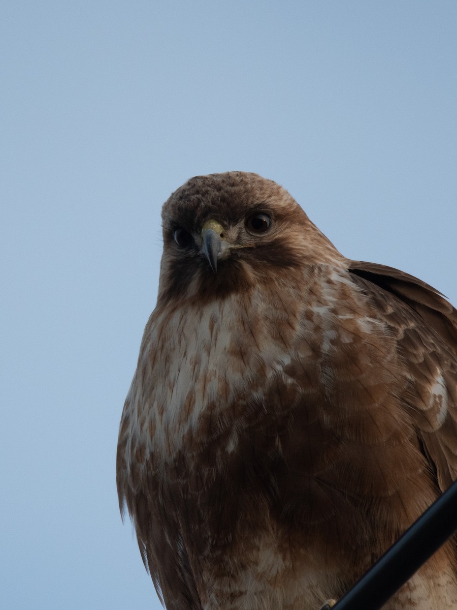 Eastern Buzzard - ML614135177