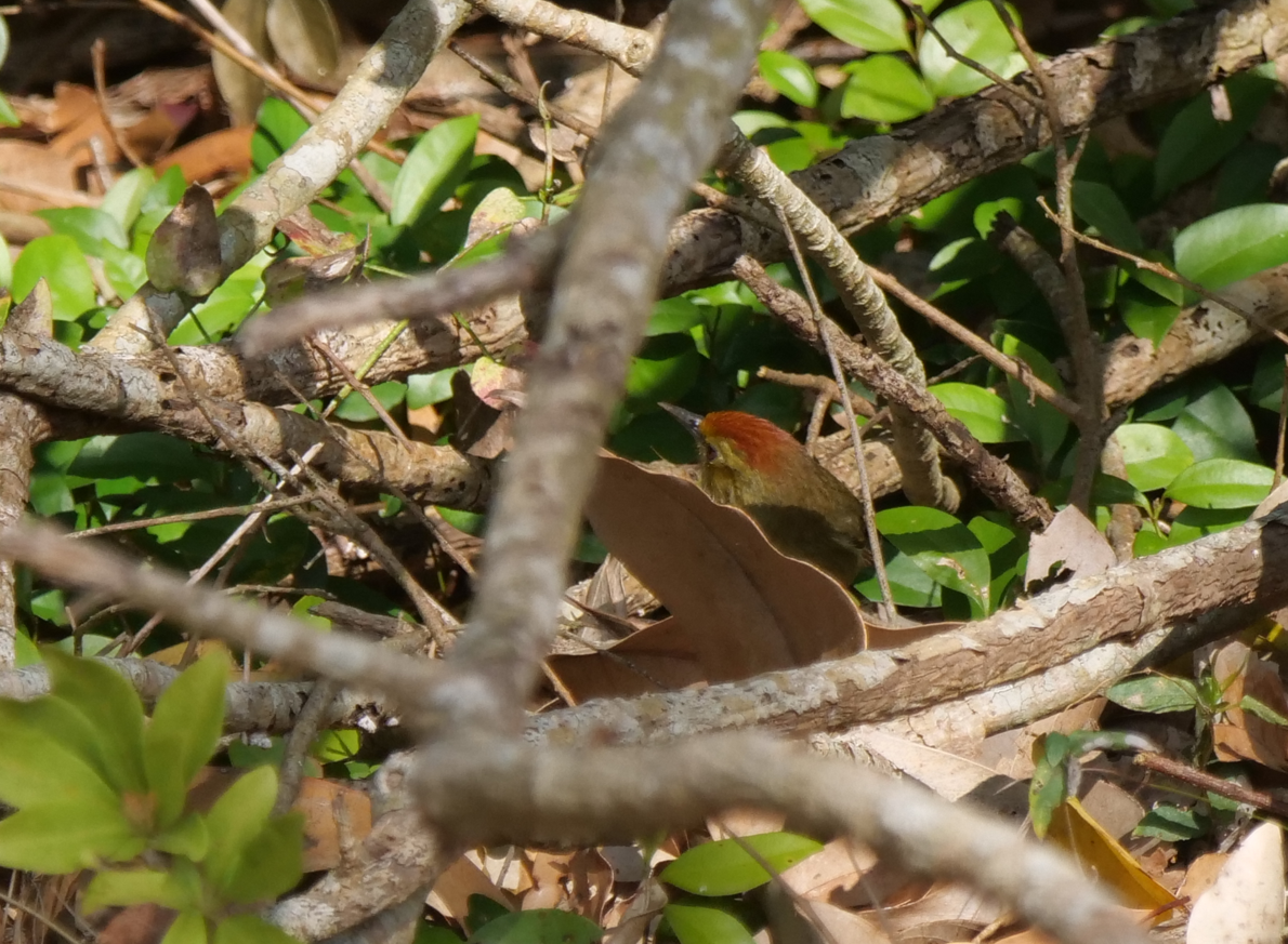 Rufous-capped Babbler - ML614135341