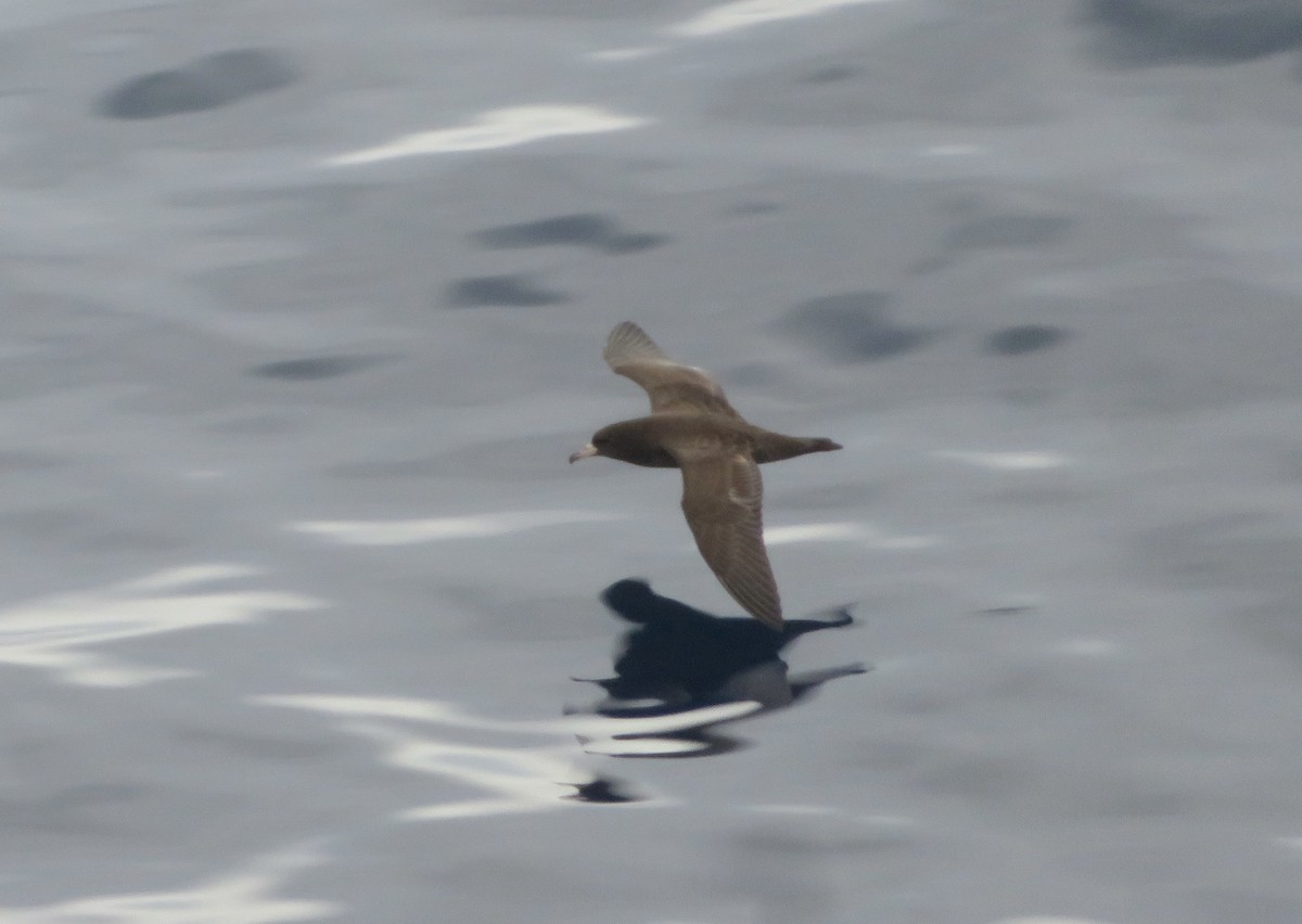 Flesh-footed Shearwater - ML614135354