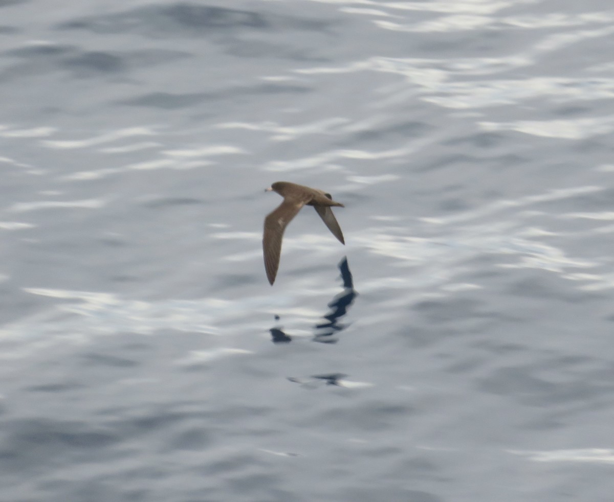 Flesh-footed Shearwater - ML614135355