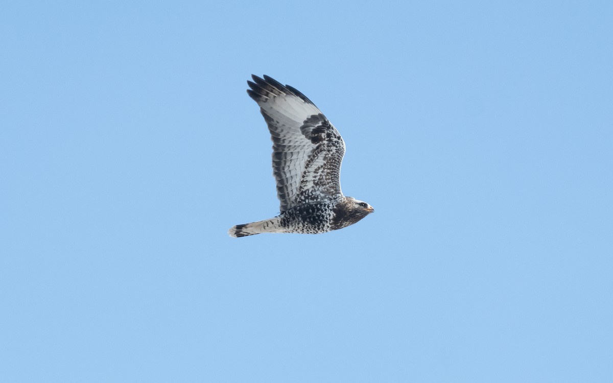 Rough-legged Hawk - ML614135458