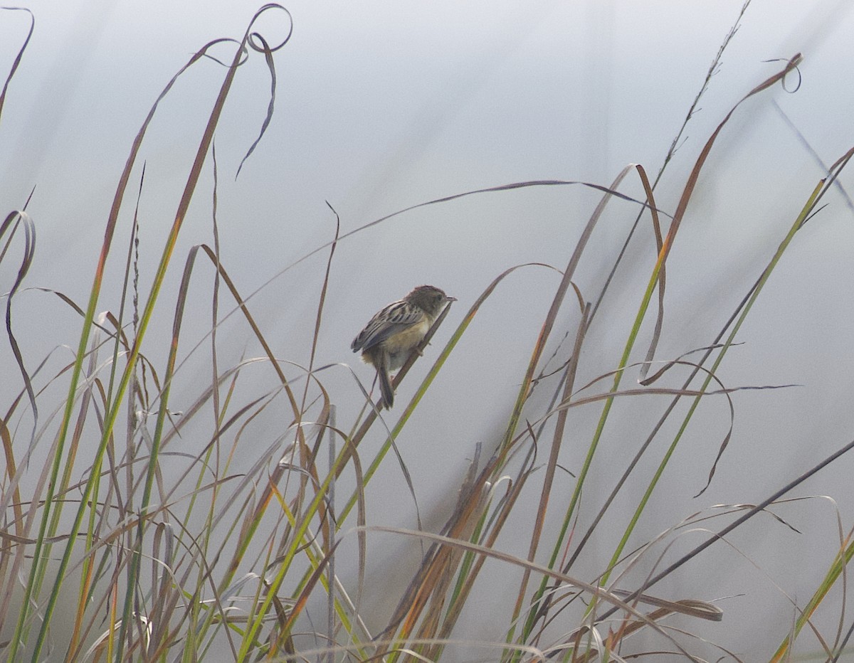 Zitting Cisticola - ML614135473