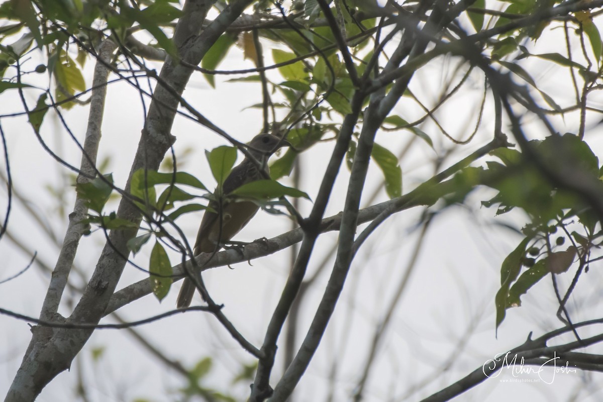 Fawn-breasted Bowerbird - Mihir Joshi