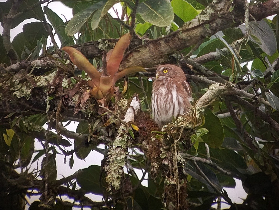 Least Pygmy-Owl - ML614135494