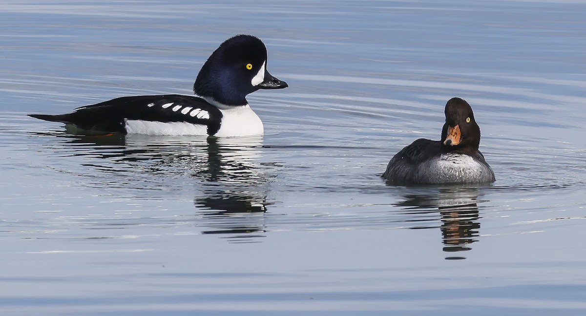 Barrow's Goldeneye - Thomas Olson