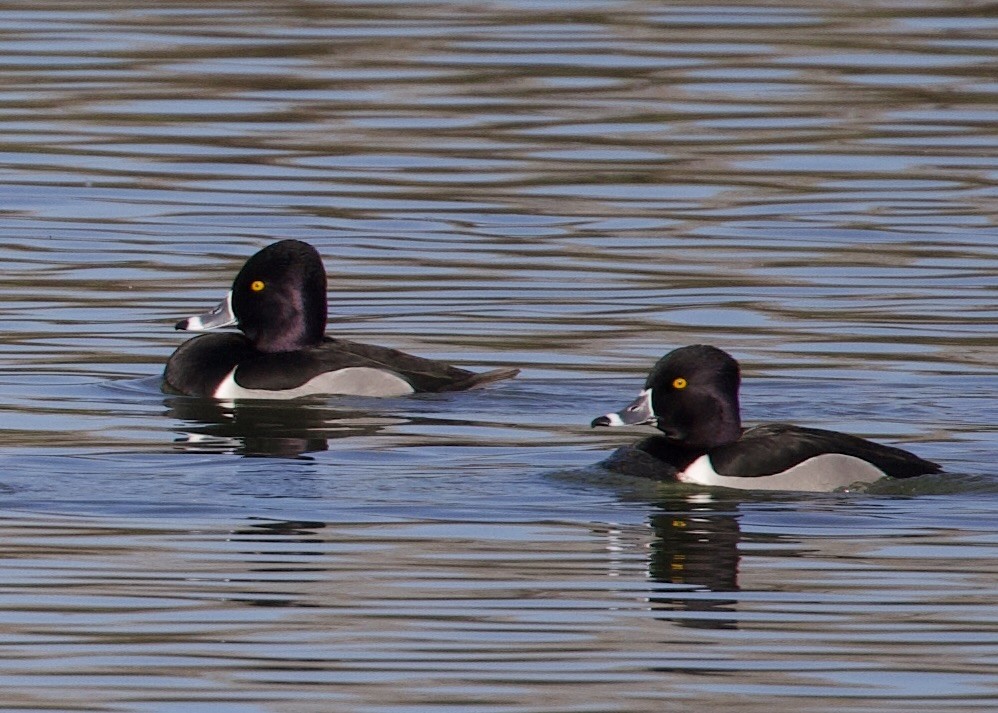 Ring-necked Duck - ML614135631