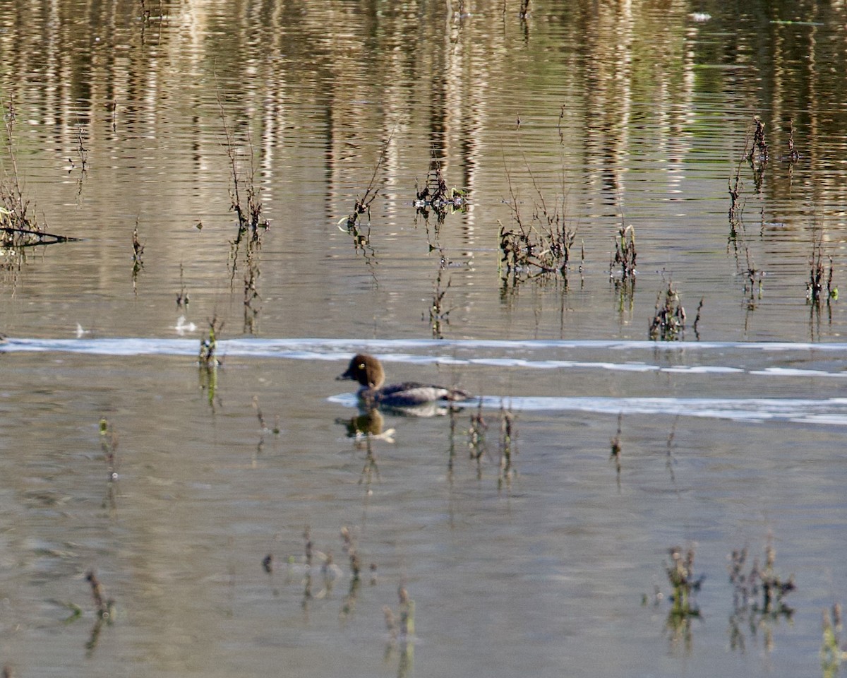 Common Goldeneye - Dave Bengston