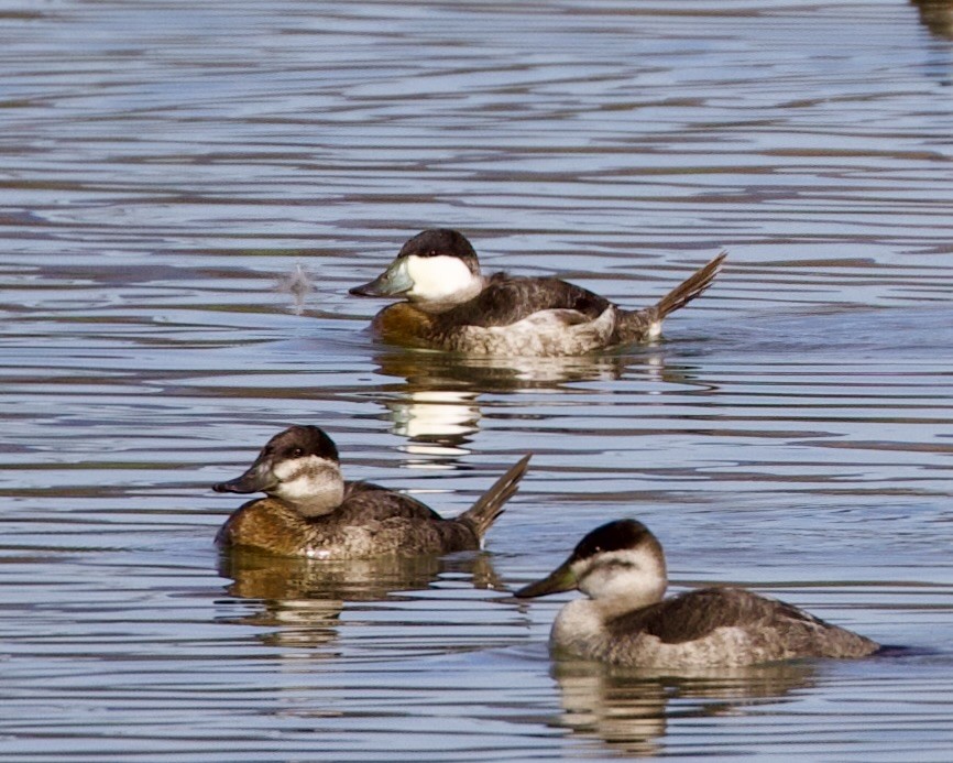 Ruddy Duck - ML614135643