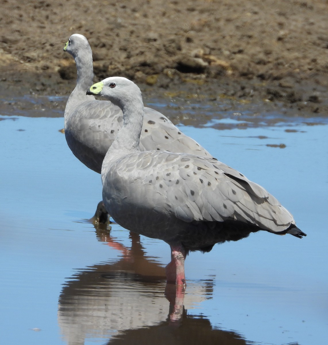 Cape Barren Goose - Rodney van den Brink