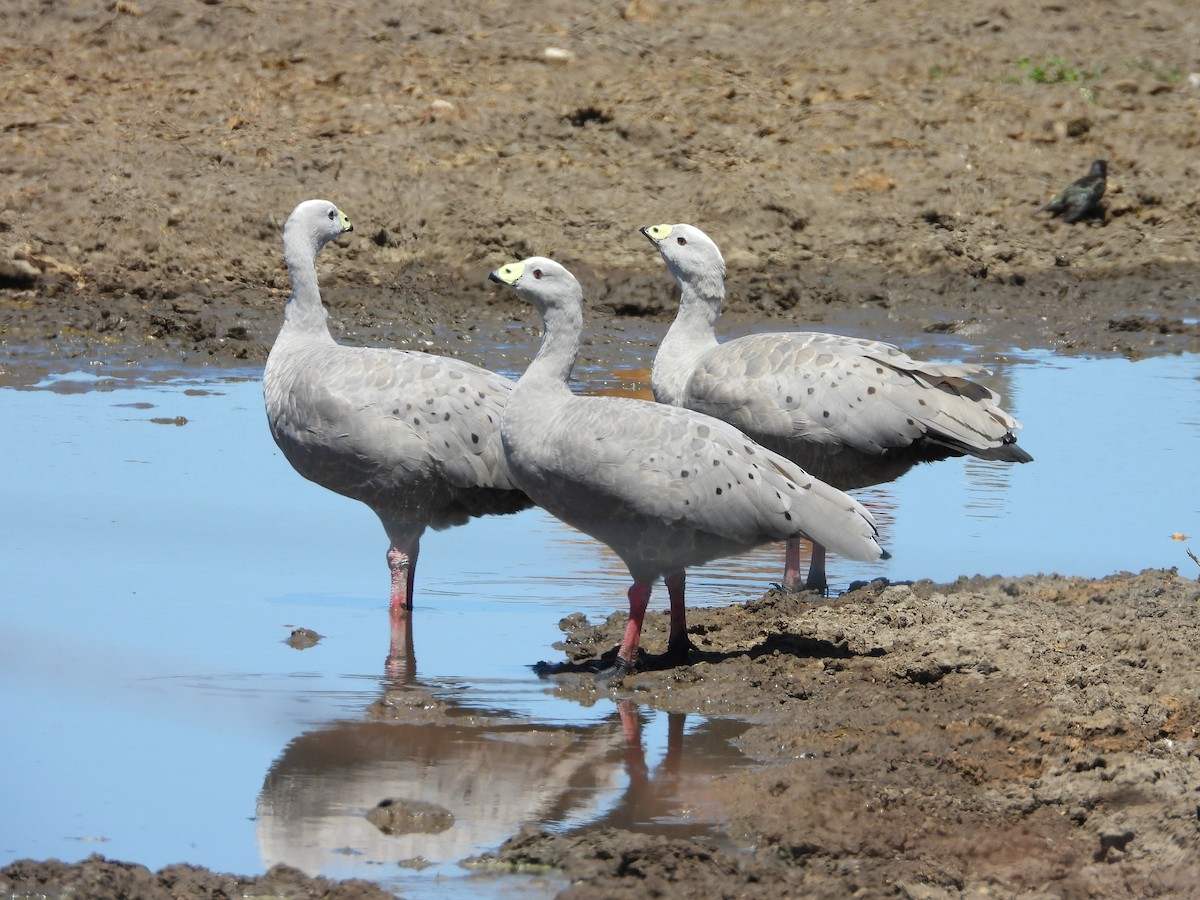 Cape Barren Goose - Rodney van den Brink
