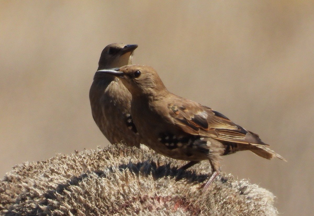 European Starling - ML614135735