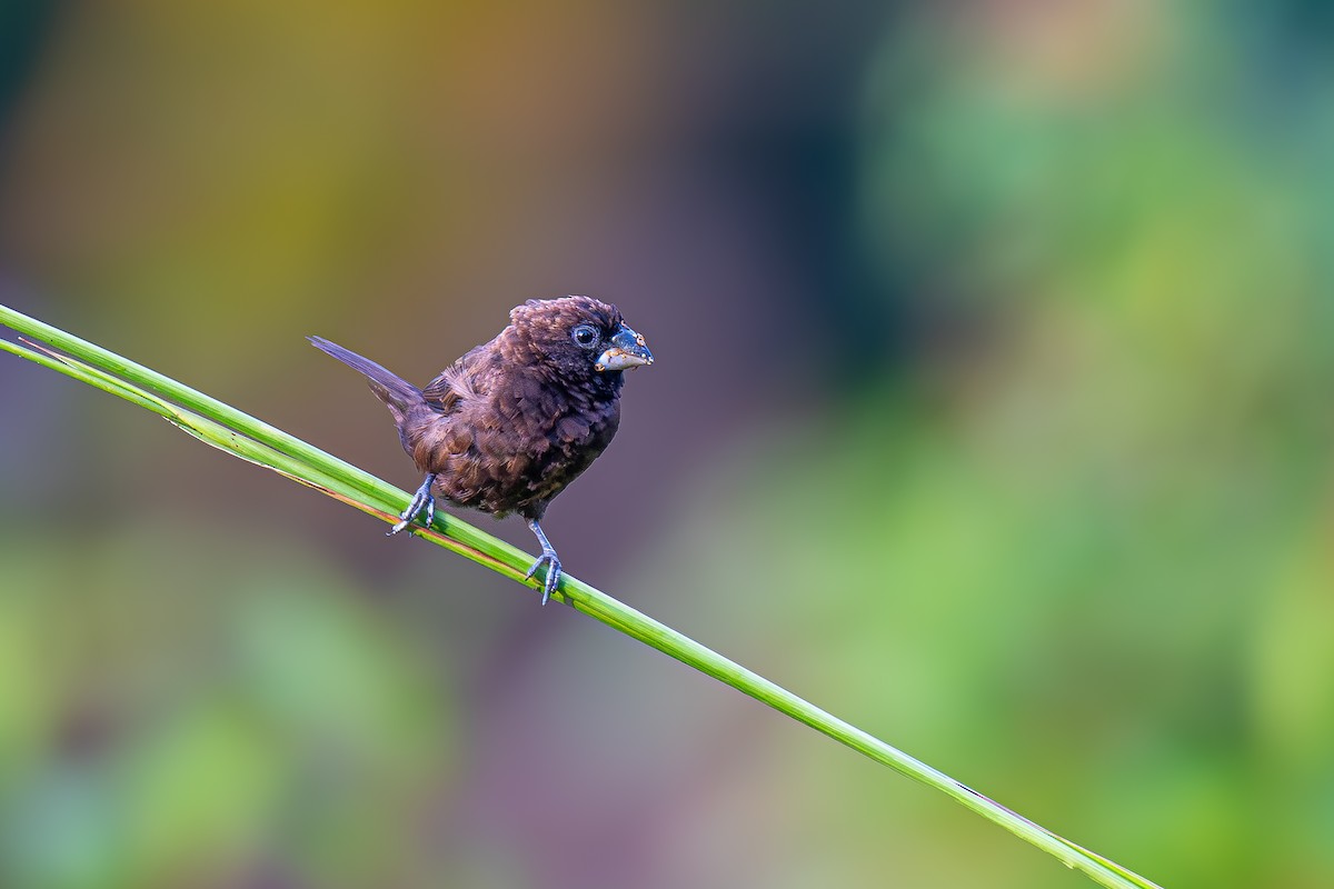 Dusky Munia - Soumyadeep  Chatterjee