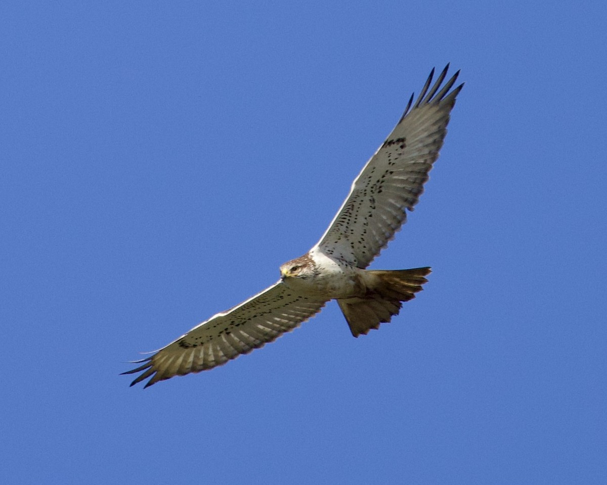 Ferruginous Hawk - ML614135746