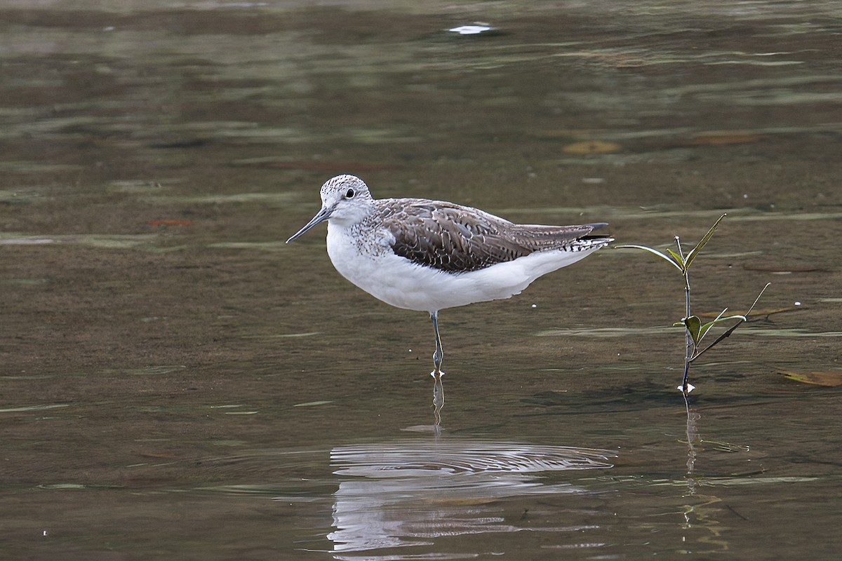 Common Greenshank - ML614135899