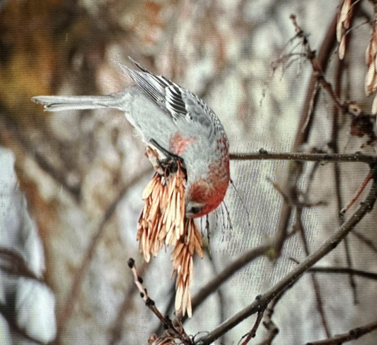 Pine Grosbeak - ML614135930