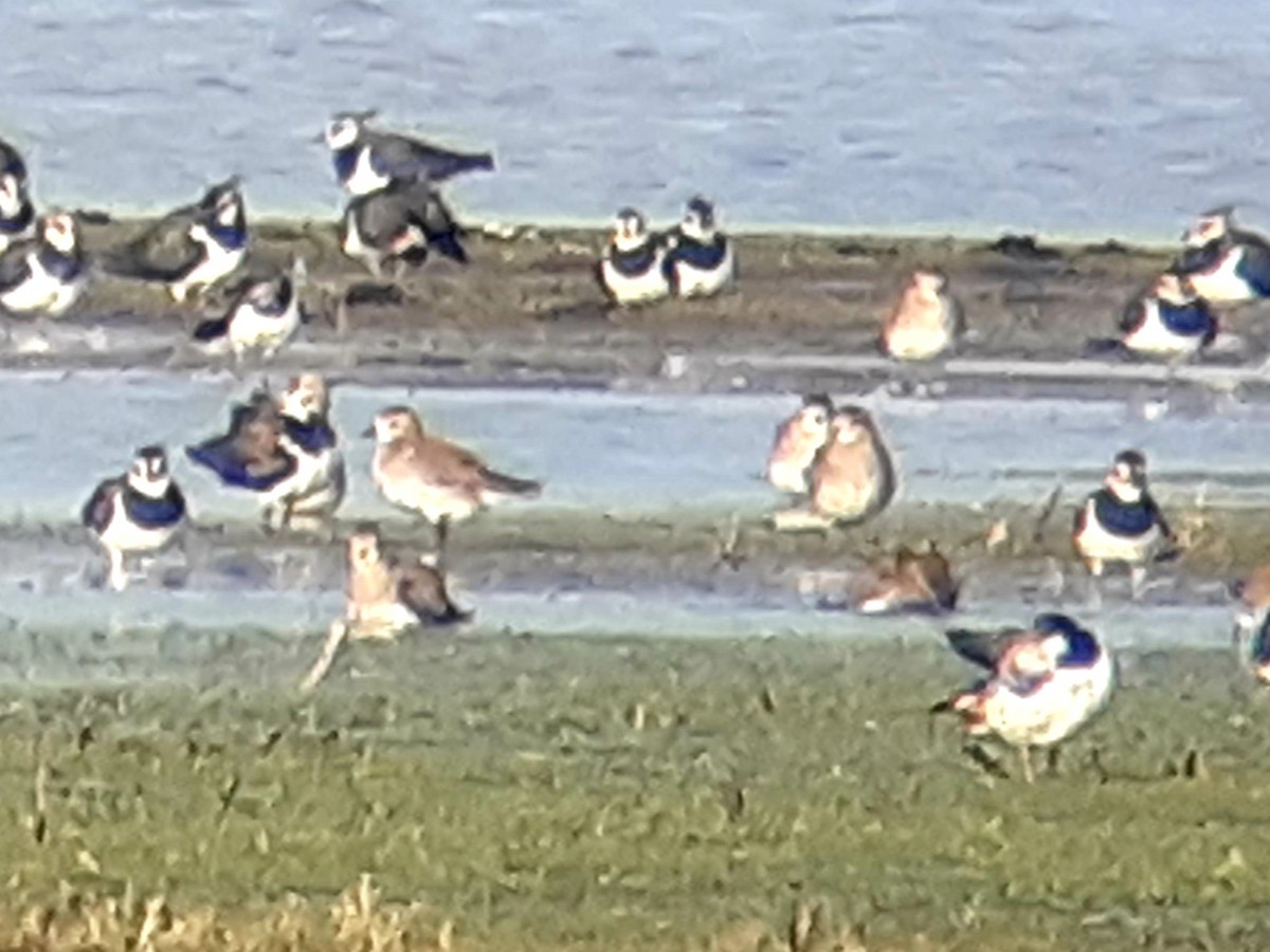 European Golden-Plover - ML614135965