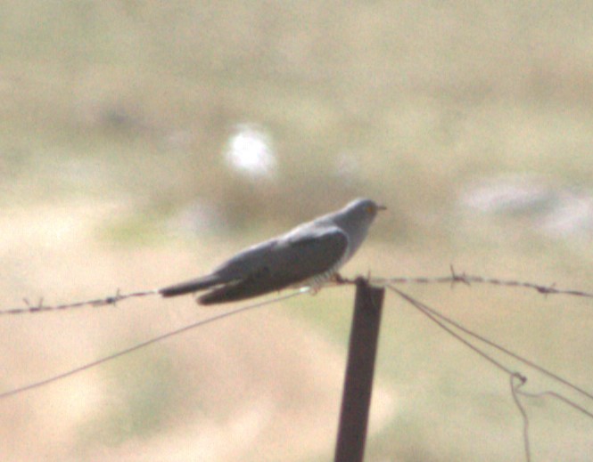 Common Cuckoo - ML614135978