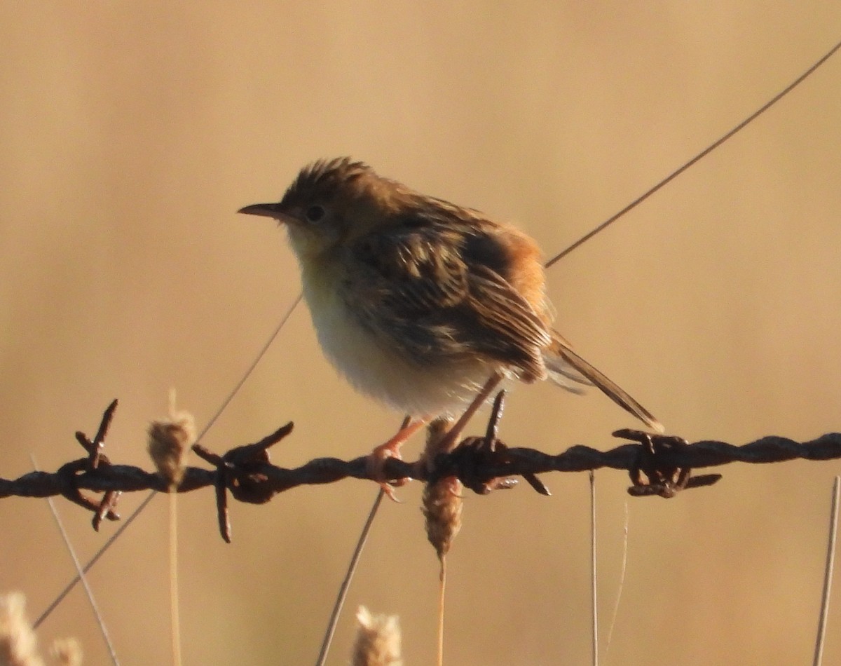 Golden-headed Cisticola - ML614136082