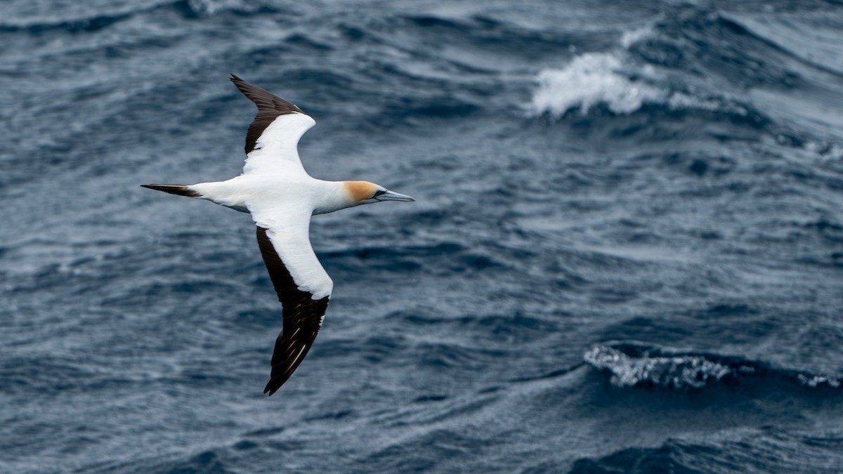 Australasian Gannet - ML614136098