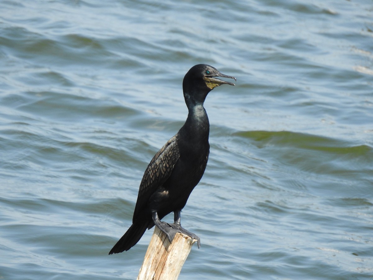 Cormoran à cou brun - ML614136099