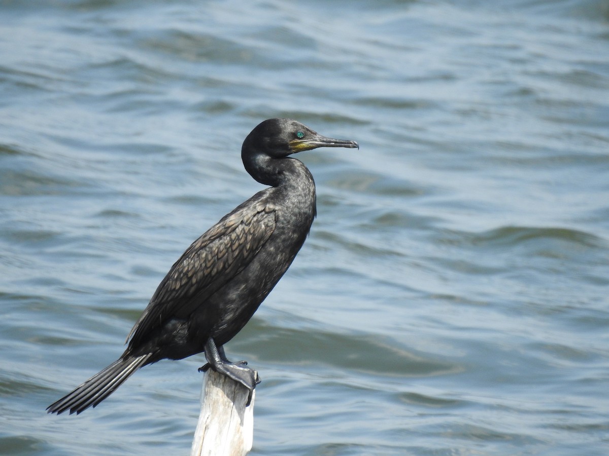 Cormoran à cou brun - ML614136100