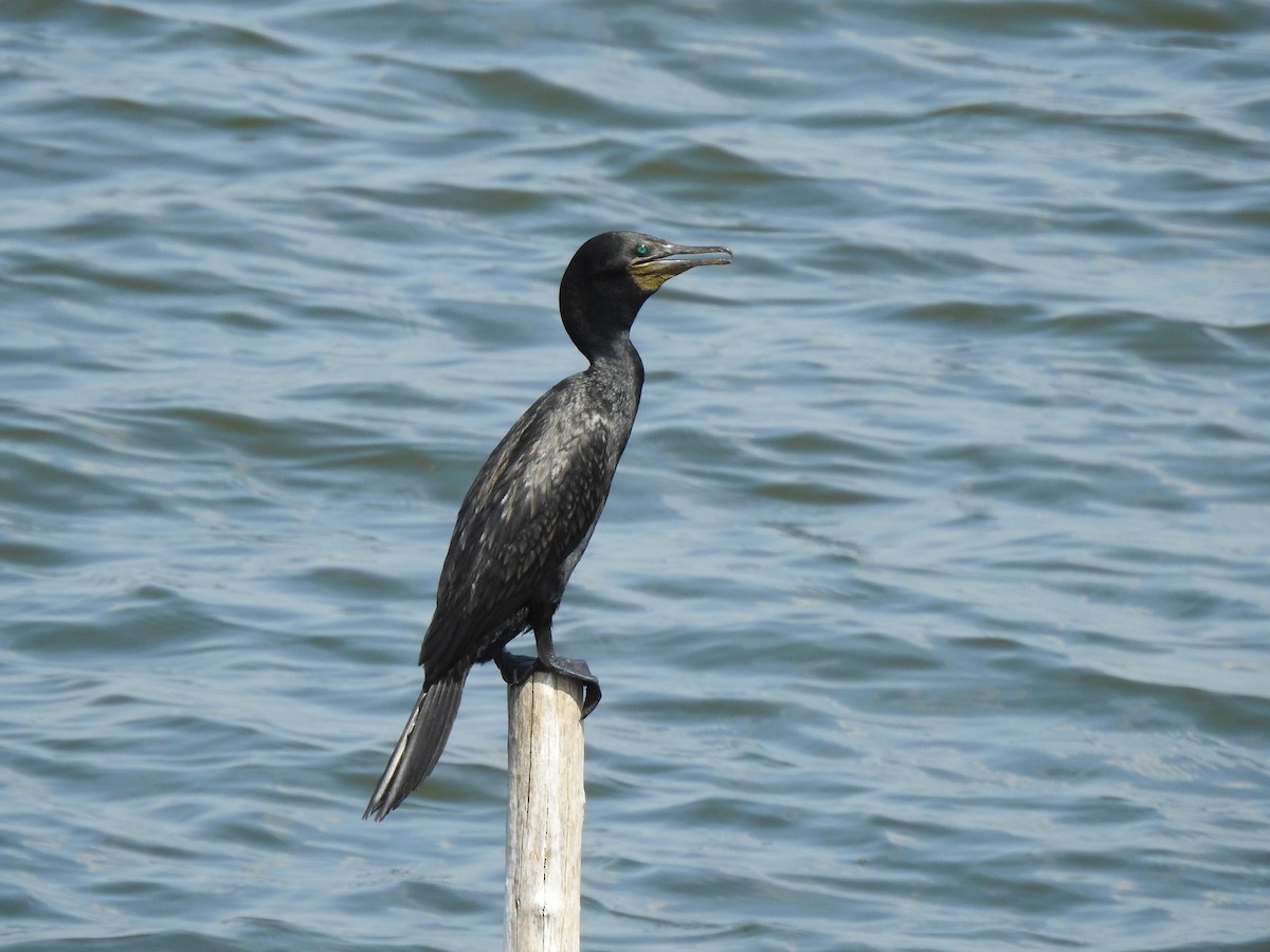 Cormoran à cou brun - ML614136101