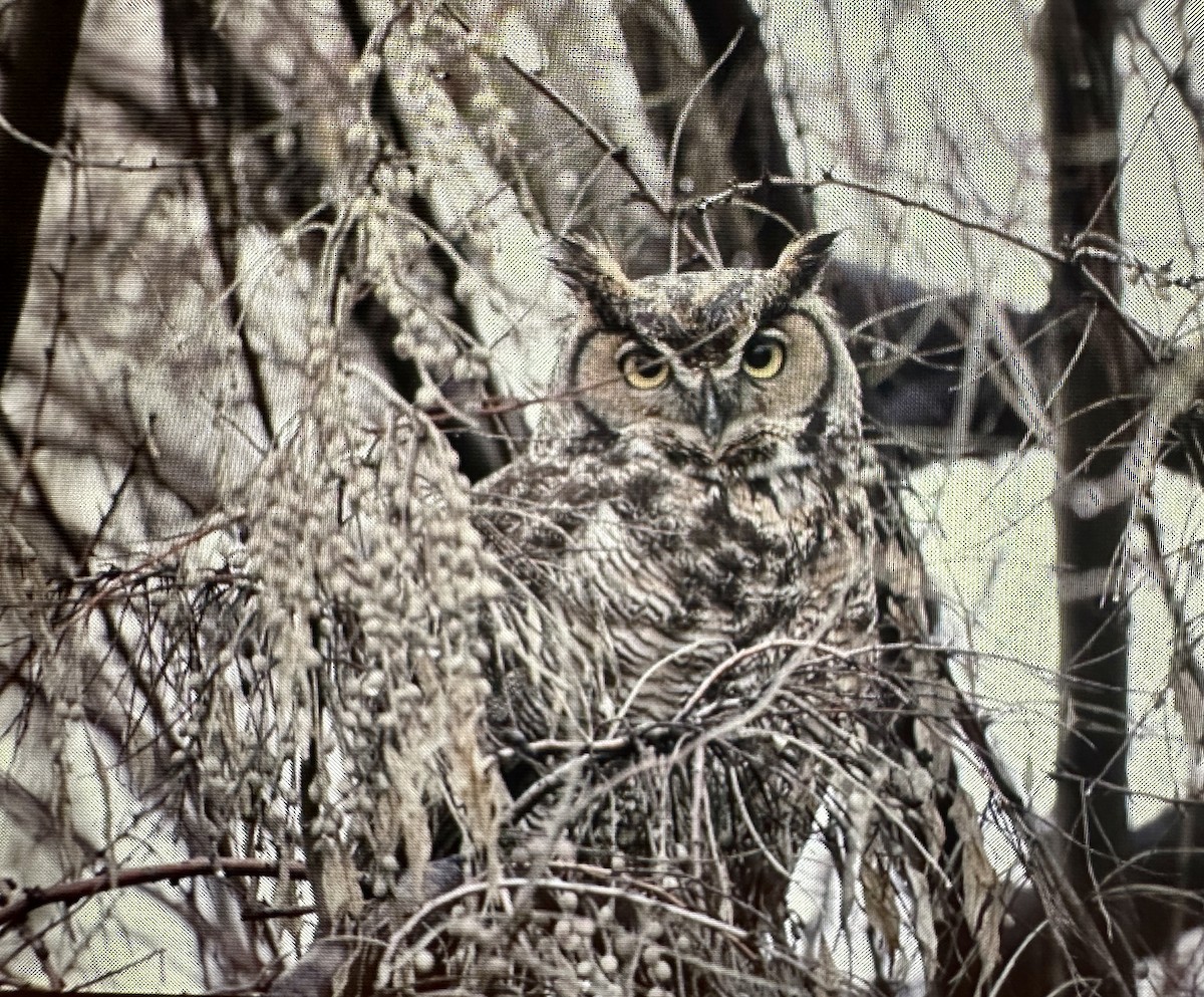 Great Horned Owl - Darchelle Worley