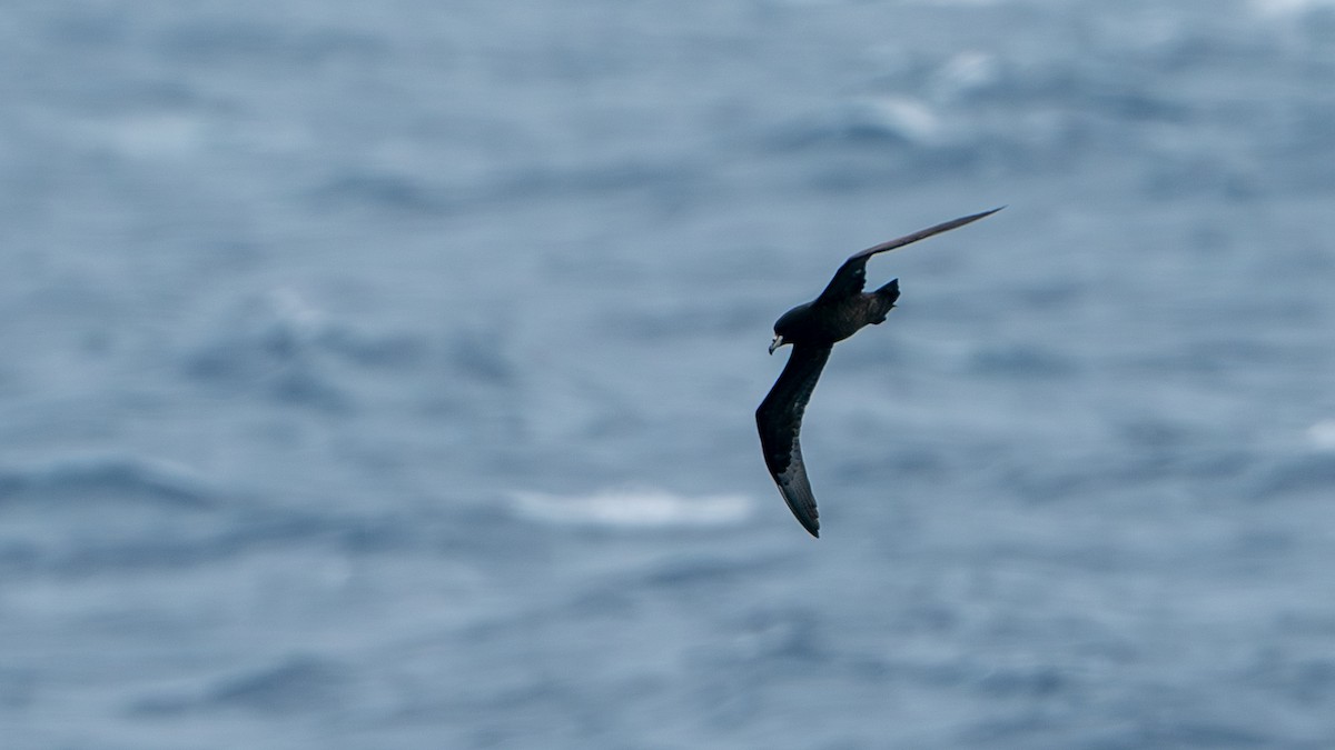 Parkinson's Petrel - ML614136104