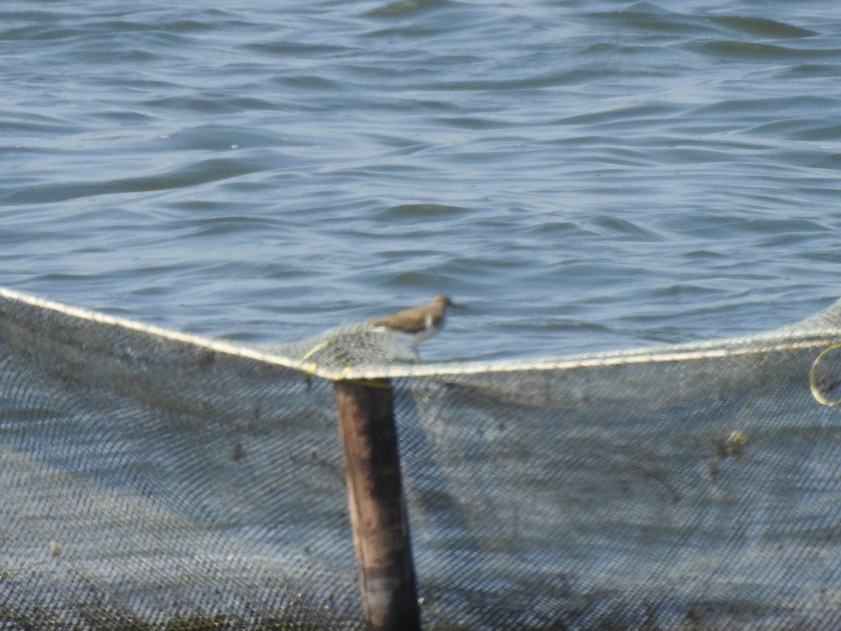 Common Sandpiper - Vishnushankar S