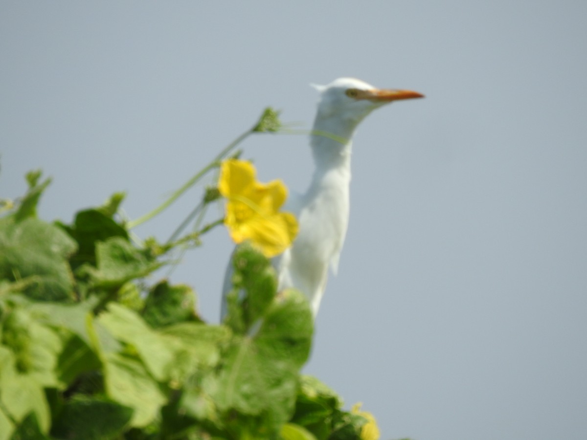 Eastern Cattle Egret - ML614136121