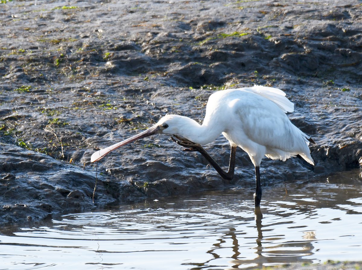 Eurasian Spoonbill - ML614136440