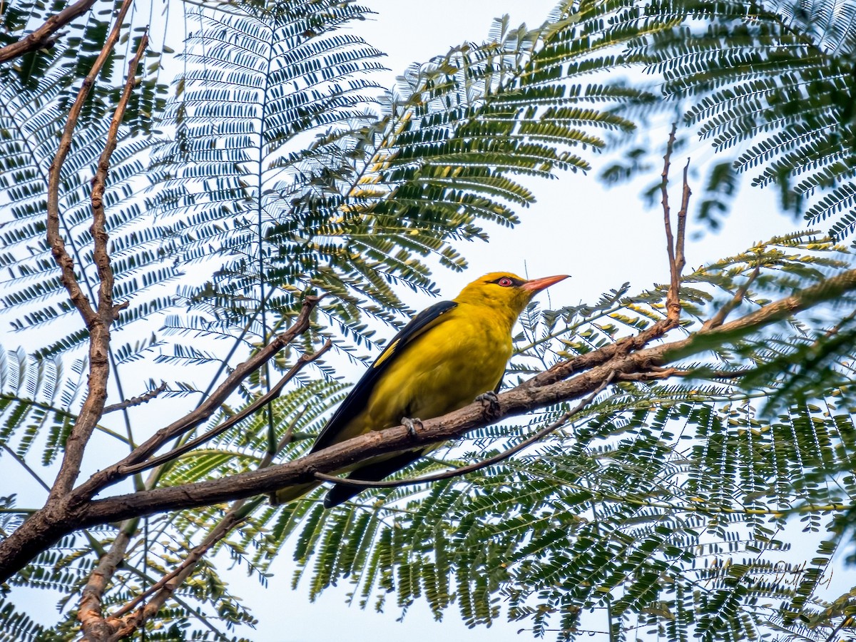 Indian Golden Oriole - ML614136642
