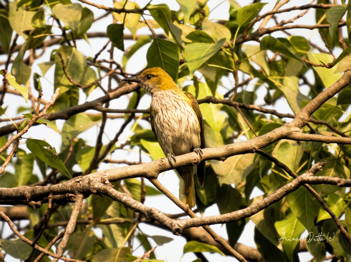 Indian Golden Oriole - ML614136646