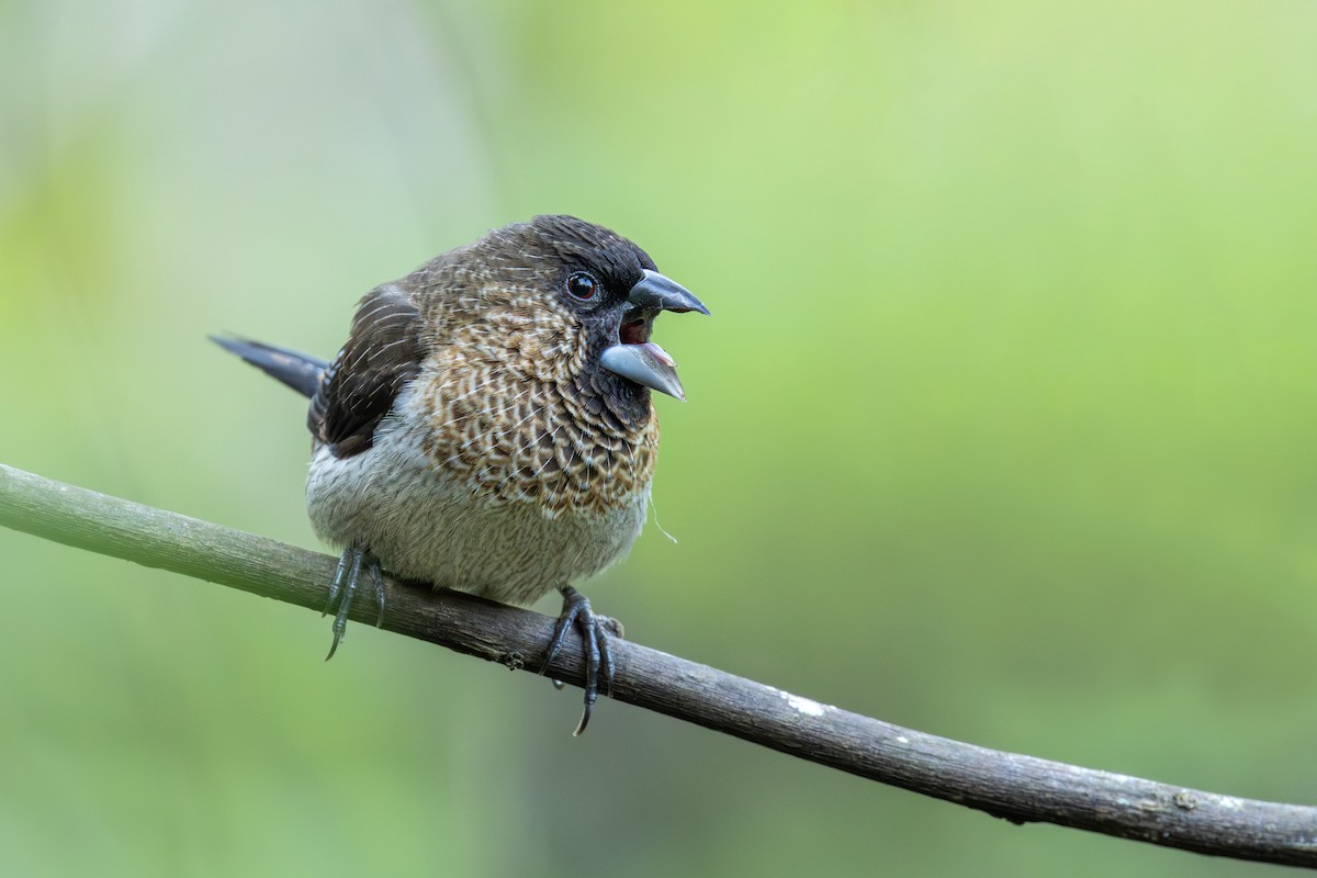 White-rumped Munia - Ian Mo