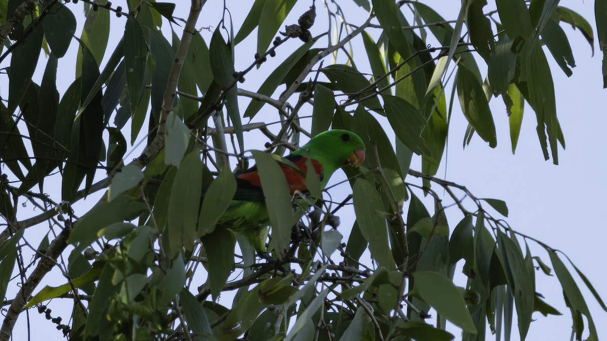 Папужець-червонокрил австралійський - ML614136700